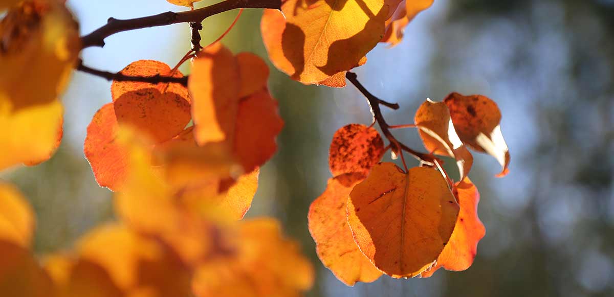 Fall/autumn leaves - yellow, orange, red