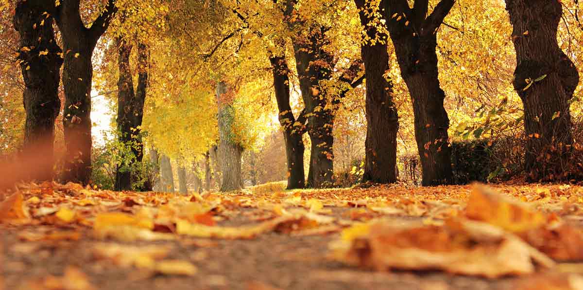 Trees in fall, leaves on ground