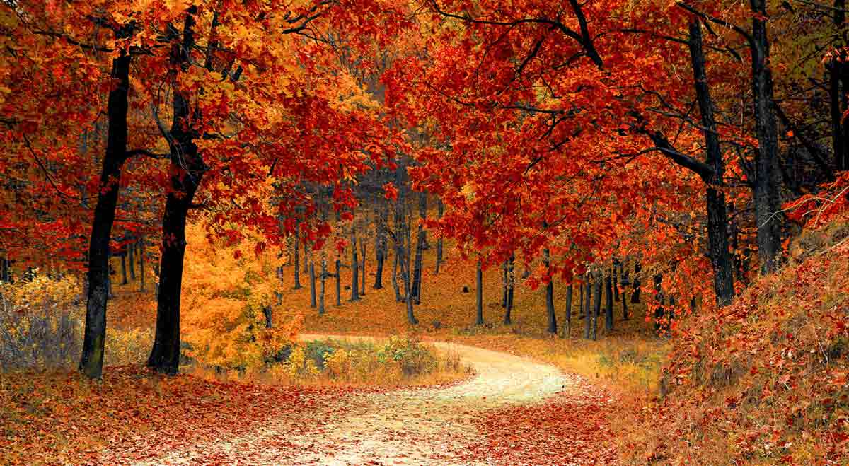 Fall/autumn, path through forest, leaves changing