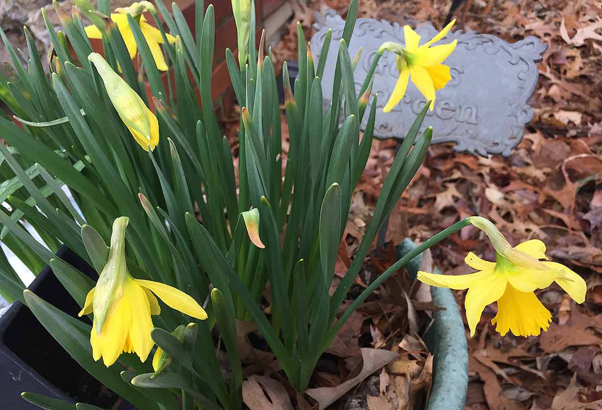 Several daffodil blooms fully open, with more buds about to open