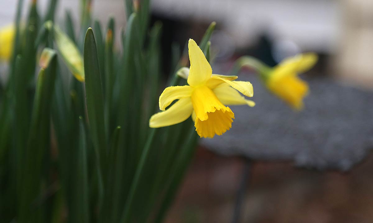 Closeup of daffodils in bloom, with buds in the background