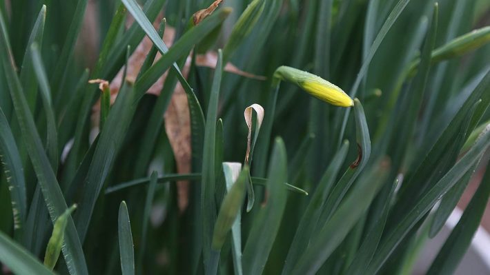 Yellow daffodil bud surrounded by green shoots