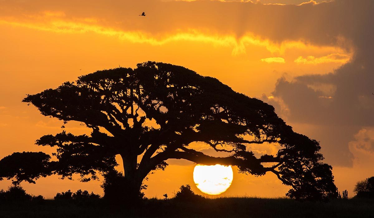 Old tree silhouetted against sunset. Bird files by above the tree.