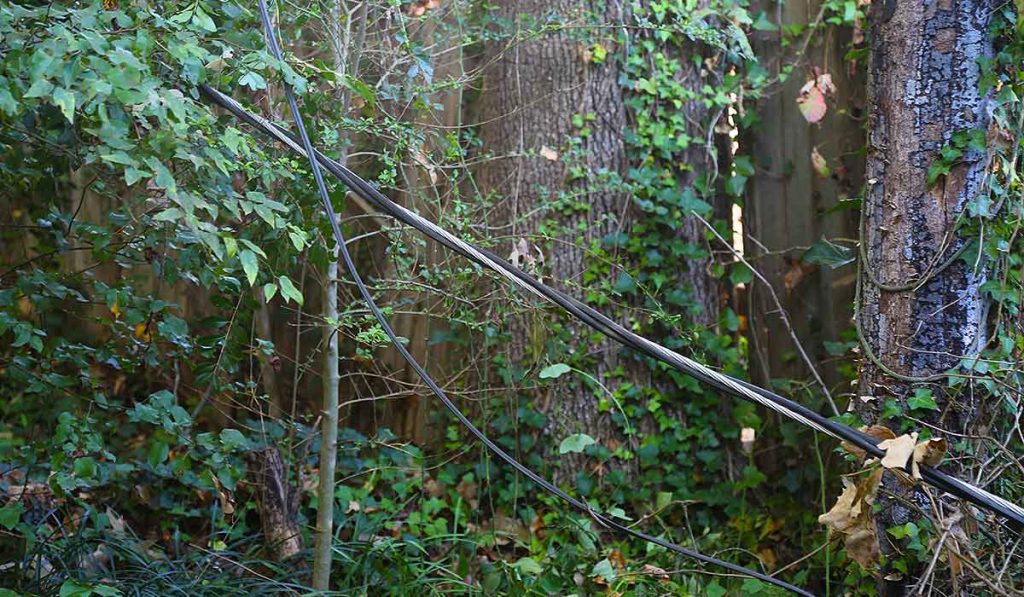 downed power line among brush on ground