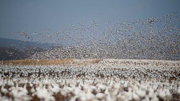 Huge flock of snow geese in farm field