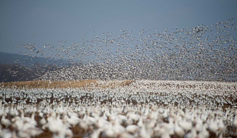 Huge flock of snow geese in farm field