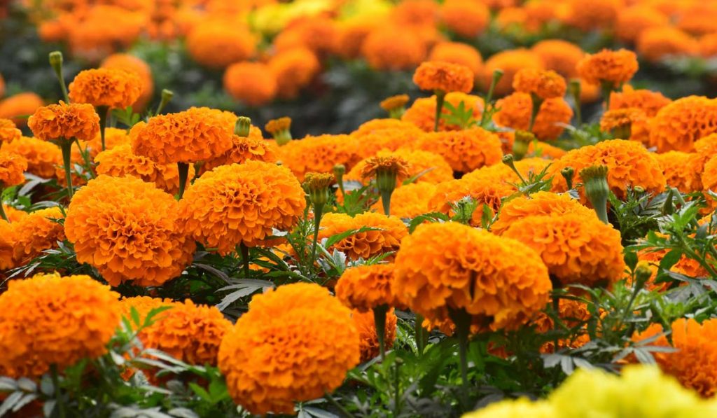 Field of marigolds