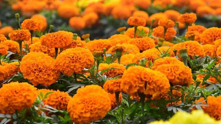Field of marigolds