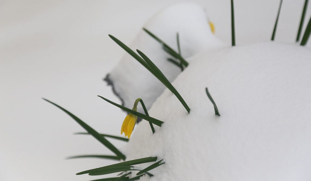 daffodil bud sticking out of snow pile