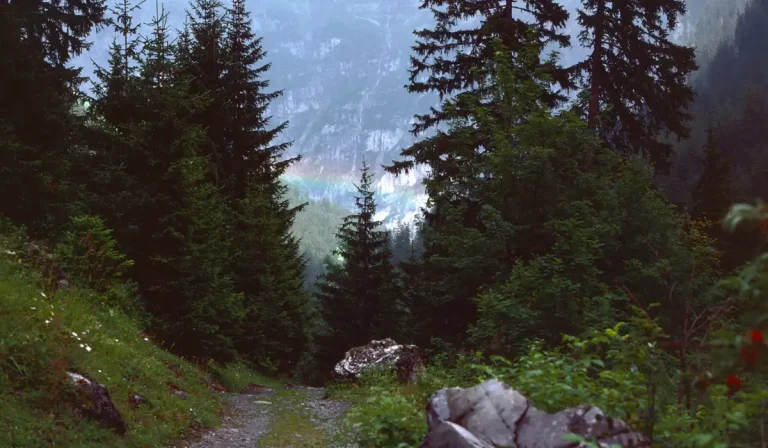 rainbow behind trees down in valley