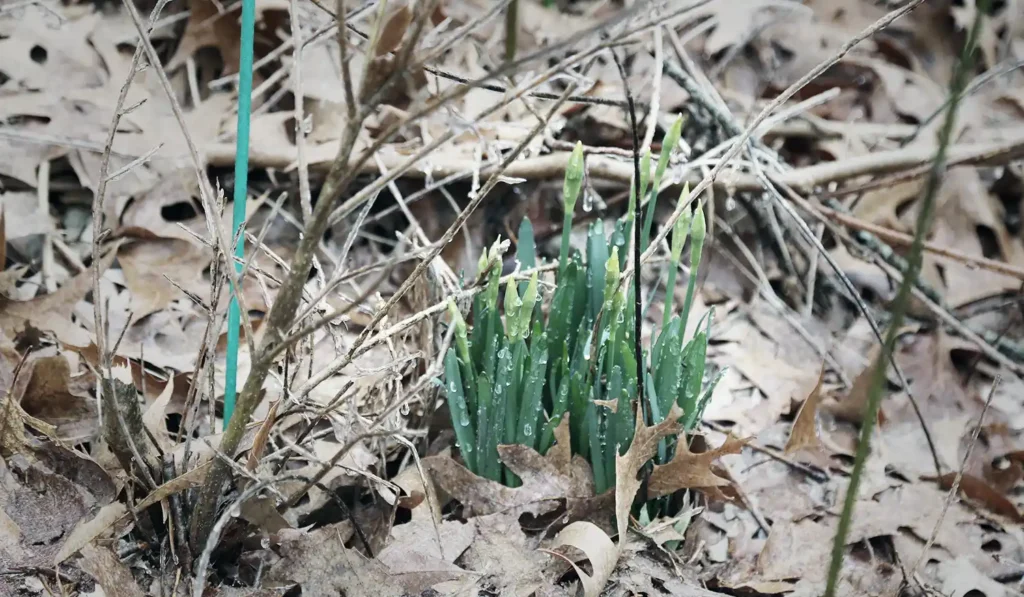 daffodil buds as ice storm hits