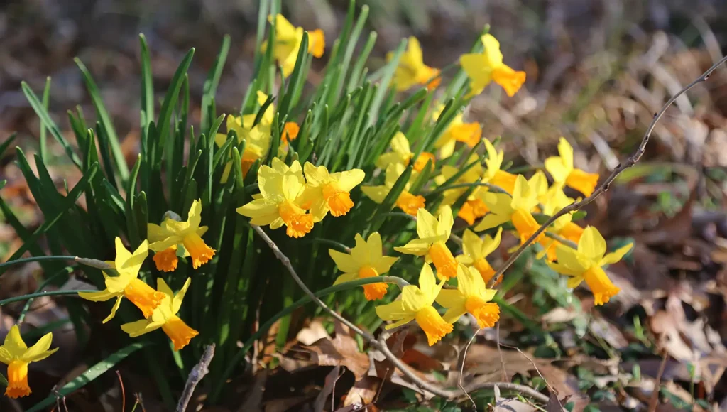 large cluster of daffodils in bloom