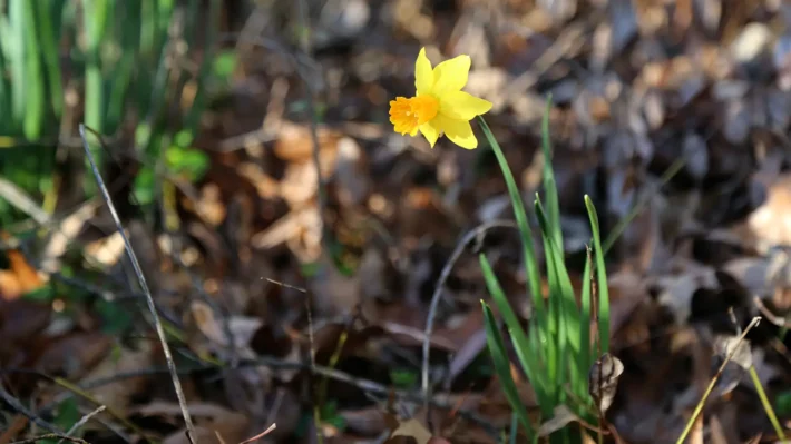 single daffodil bloom against dead leaves