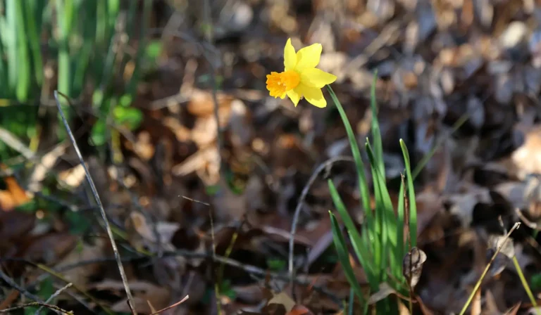 single daffodil bloom against dead leaves