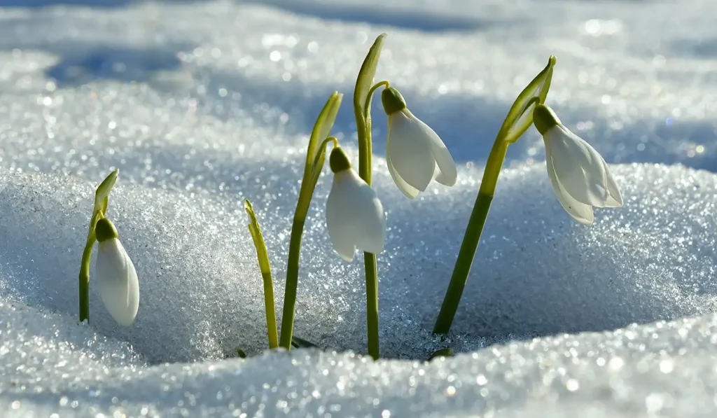 snowdrop flowers surrounded by snow