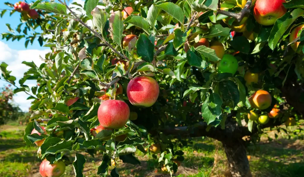 Apple tree with red apples and one very green apple